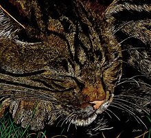 Beautiful Dreamer by Angela Cater