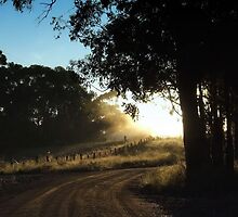 'Blinding" by debsphotos
