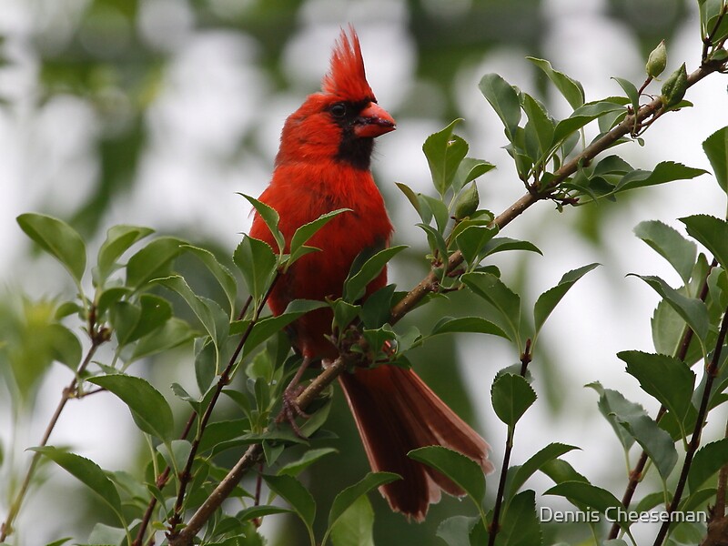 "Cardinal eating wild berries" by Dennis Cheeseman Redbubble