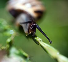 Slither Slither Slither by Darren Bailey LRPS