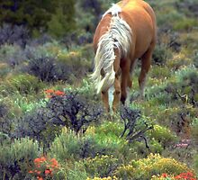 Mountain Meadow by Jeanne Nations