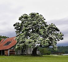 Magestic Tree, and Childhood Memories by NatureGreeting Cards ©ccwri