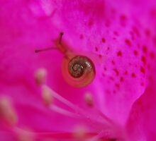 Travelling a small world by Rowan Lewgalon