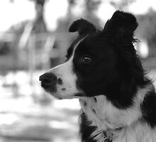 Spencer JD by Sandy .