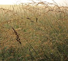 Golden Grasses by teresa731