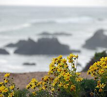 Yellow Flowers above El' Matador by tom j deters