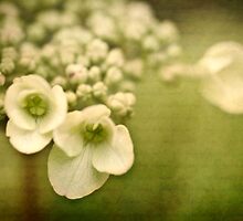 Promise by Priska Wettstein