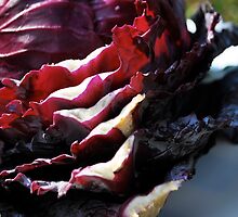 Study in cabbage I by Jeff Stroud