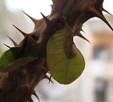 Don't GIVE UP...just see them despite difficulties they don't stop growing...That's the way of life... by parth1991