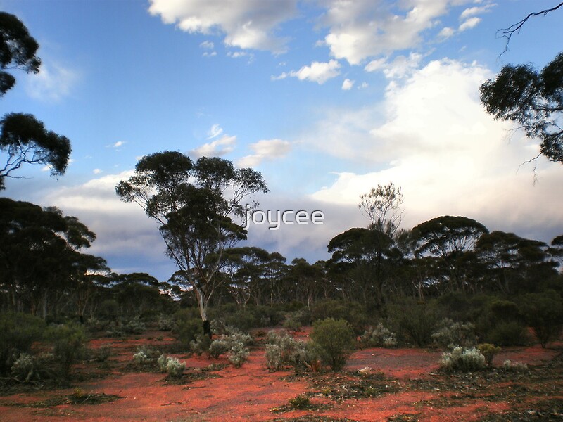 "View of bushland in Kalgoorlie, Western Australia." by joycee Redbubble