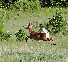 Deer: Defying gravity by lloydsphotos
