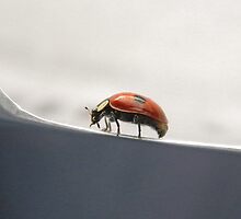 Life on the Edge by rhian mountjoy