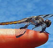 Where are the Mosquitoes? by Chuck Gardner