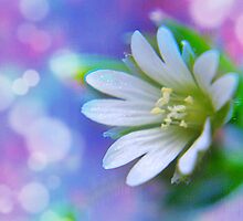 Beautiful Dreamer by Sheri Nye