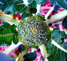 baby broccoli by Rosalinde Jewell