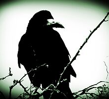 The Watcher by Berns