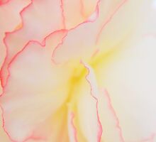 Gently... by LindaR