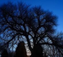 Saturated Fractal Tree by Ricky Pfeiffer