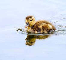 Just Ducky by Leroy Laverman