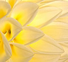Scalloped and Curled by Marilyn Cornwell