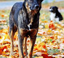 Dog in brightly colored autumn leaves by a1luha