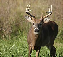 Alert by Gary L Suddath