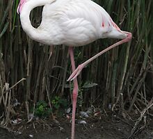 Pink Flamingo by Karl R. Martin