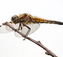 4 spot chaser by anniek1947