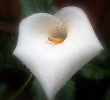 The morning dew and the unrelenting ants by Nitin Puri