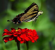 Moving On by Margaret Barry