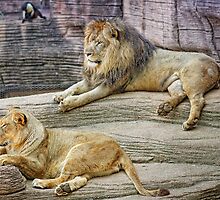 "Here! Kitty, Kitty! Time for Din Din! by photosan