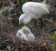 Feeding Intermediate Egret Family by Neil Bygrave (NATURELENS)