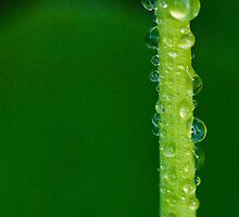 Green Tears by inAWE