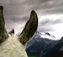 can you hear it? by Eranthos Beretta