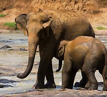 Mother and Young Asian Elephant by Neil Bygrave (NATURELENS)