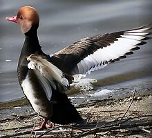 The Red Crested Pochard by snapdecisions