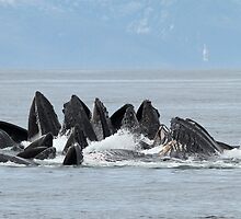 Giant Humpback Maws by Gina Ruttle (Whalegeek)