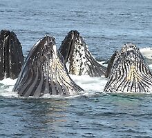 Satisfied Humpback Whales #3 by Gina Ruttle (Whalegeek)