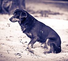 On positions, ready, go! by Iuliana Evdochim
