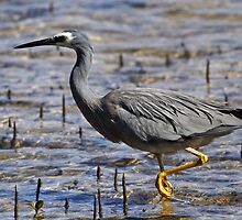 White-faced Heron at Merimbula by Darren Stones