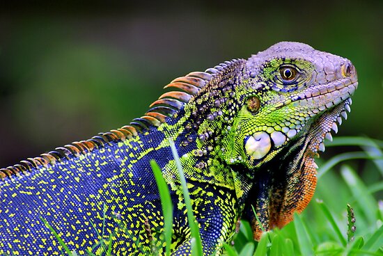 Green Iguana Iguana iguana Costa Rica by Jason Weigner