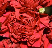 couldn't afford roses by cpbowden