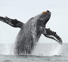 Unbridled Joy by Gina Ruttle (Whalegeek)