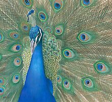 Casanova II by Karen Hull