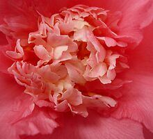 OG Camellia 1 by beeden