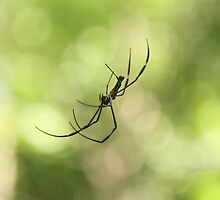 Jungle spider by Yashani Shantha