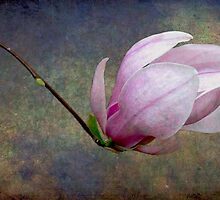 New Beginnings by Wendi Donaldson