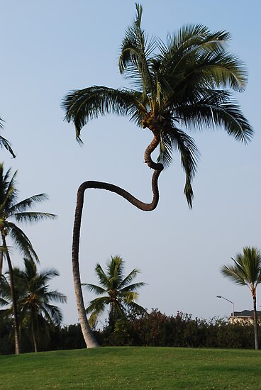 Crooked Palm Tree