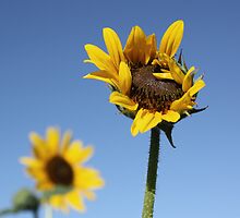 Soak it Up by Rachel Sonnenschein