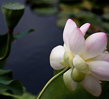 Bashful, Blushing Lotus by ElyseFradkin
